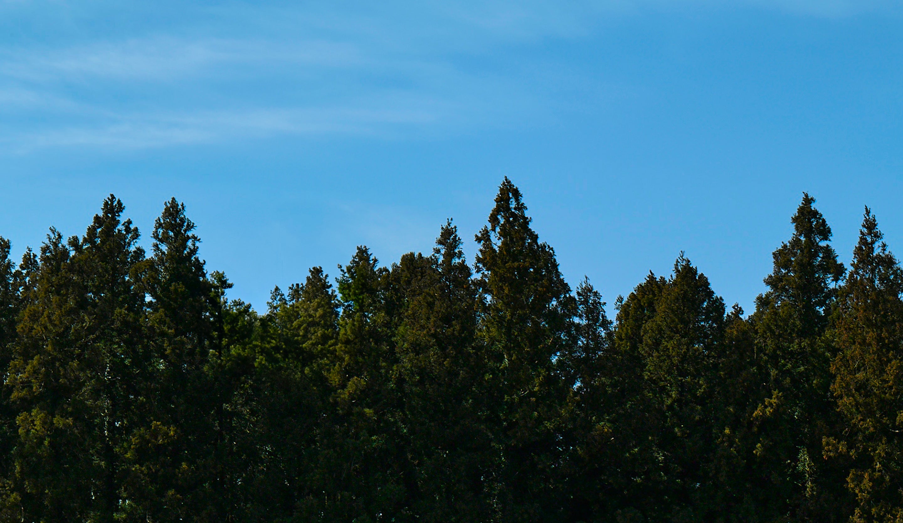 Why Jeju Hinoki Cypress Is the Heart of Our Brand