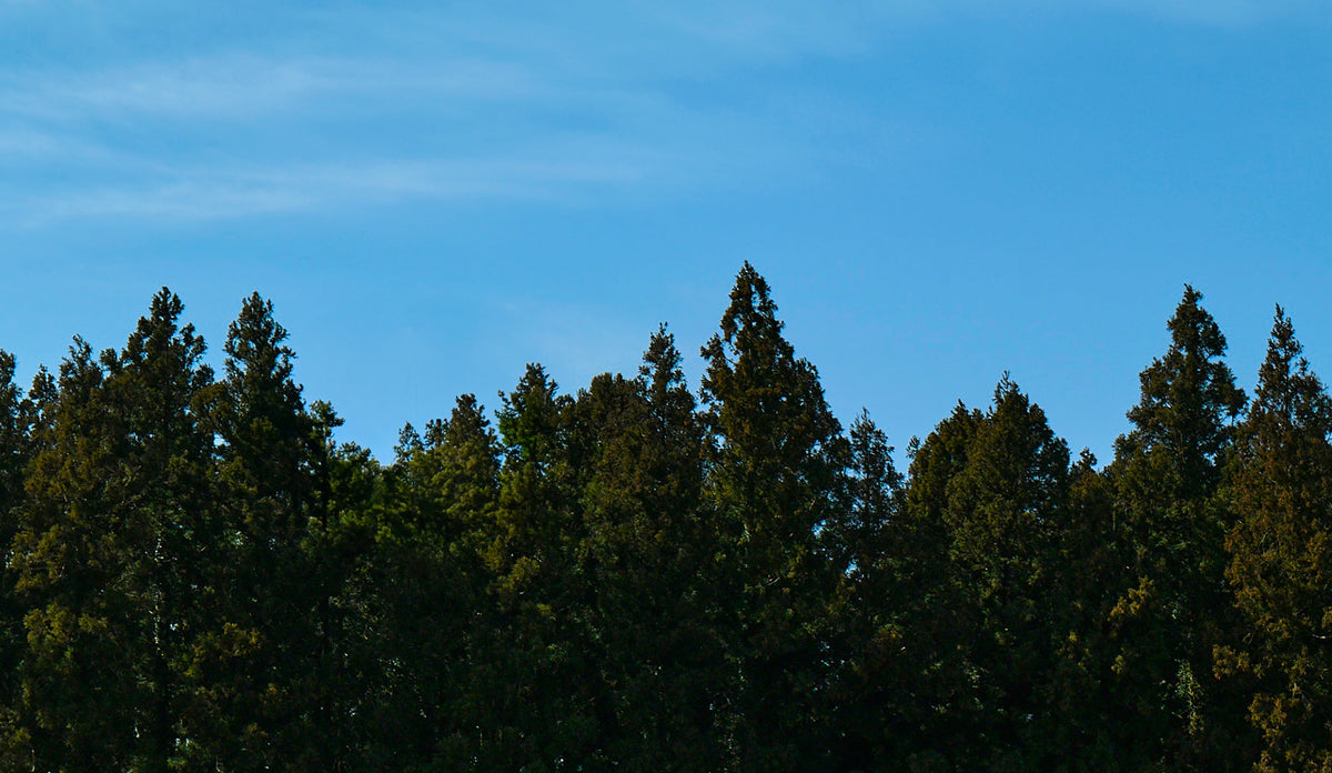 Tall Jeju Hinoki Cypress trees against a clear blue sky, symbolizing mindful living and Korean heritage.