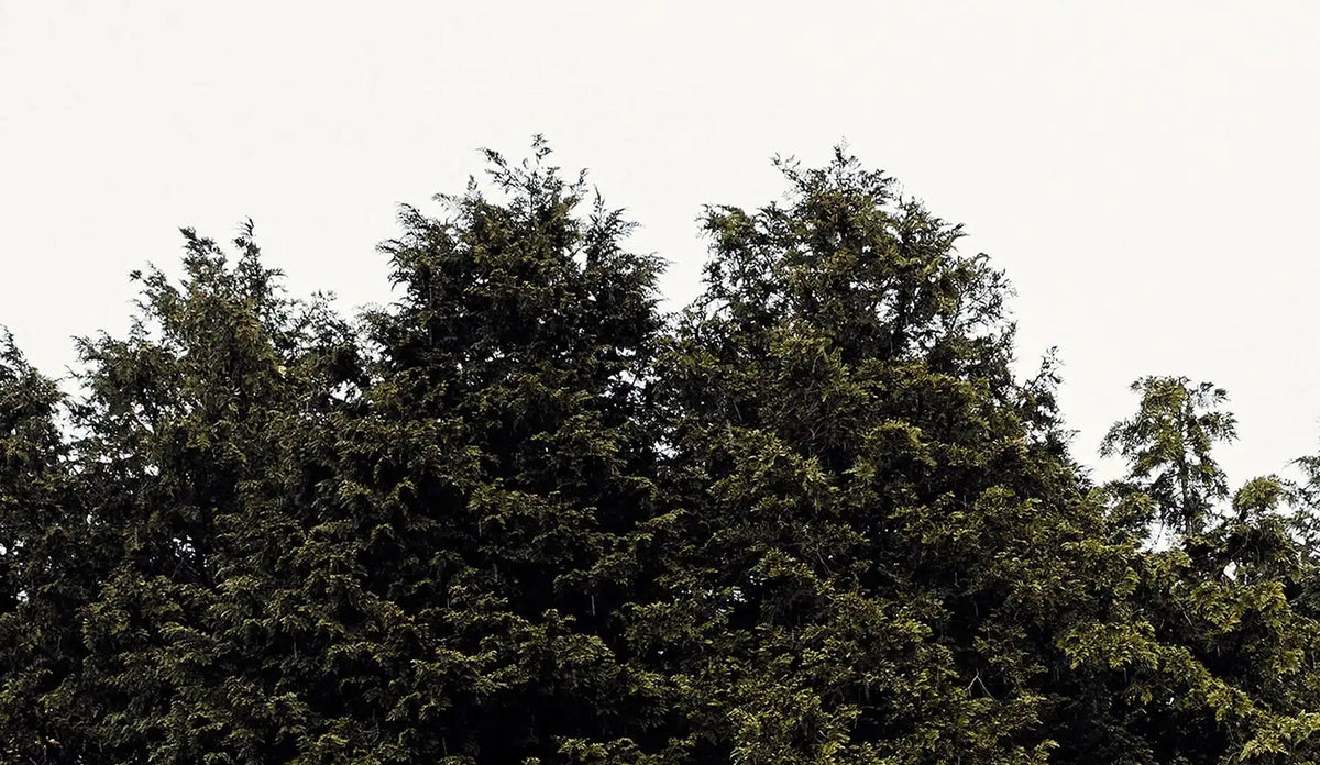 Dense canopy of Jeju Hinoki Cypress trees under overcast sky, symbolizing mindful living and natural heritage.
