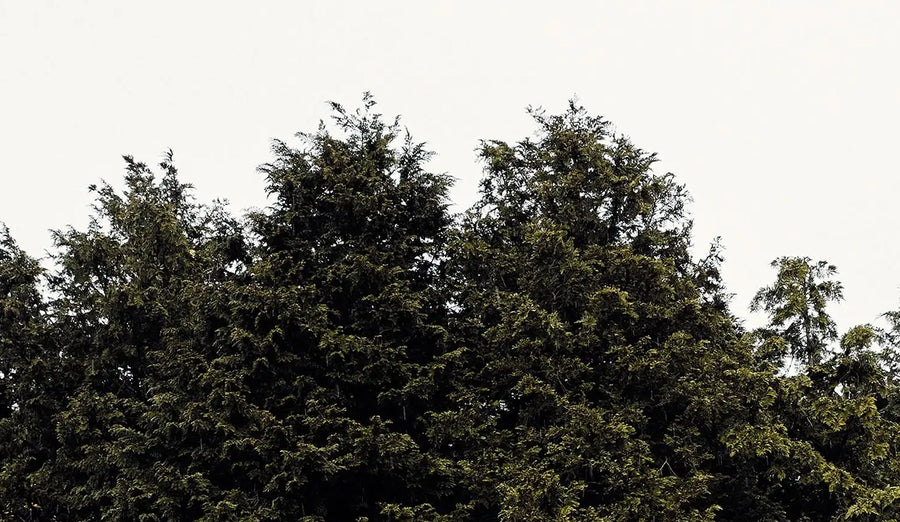 Dense canopy of Jeju Hinoki Cypress trees under overcast sky, symbolizing mindful living and natural heritage.