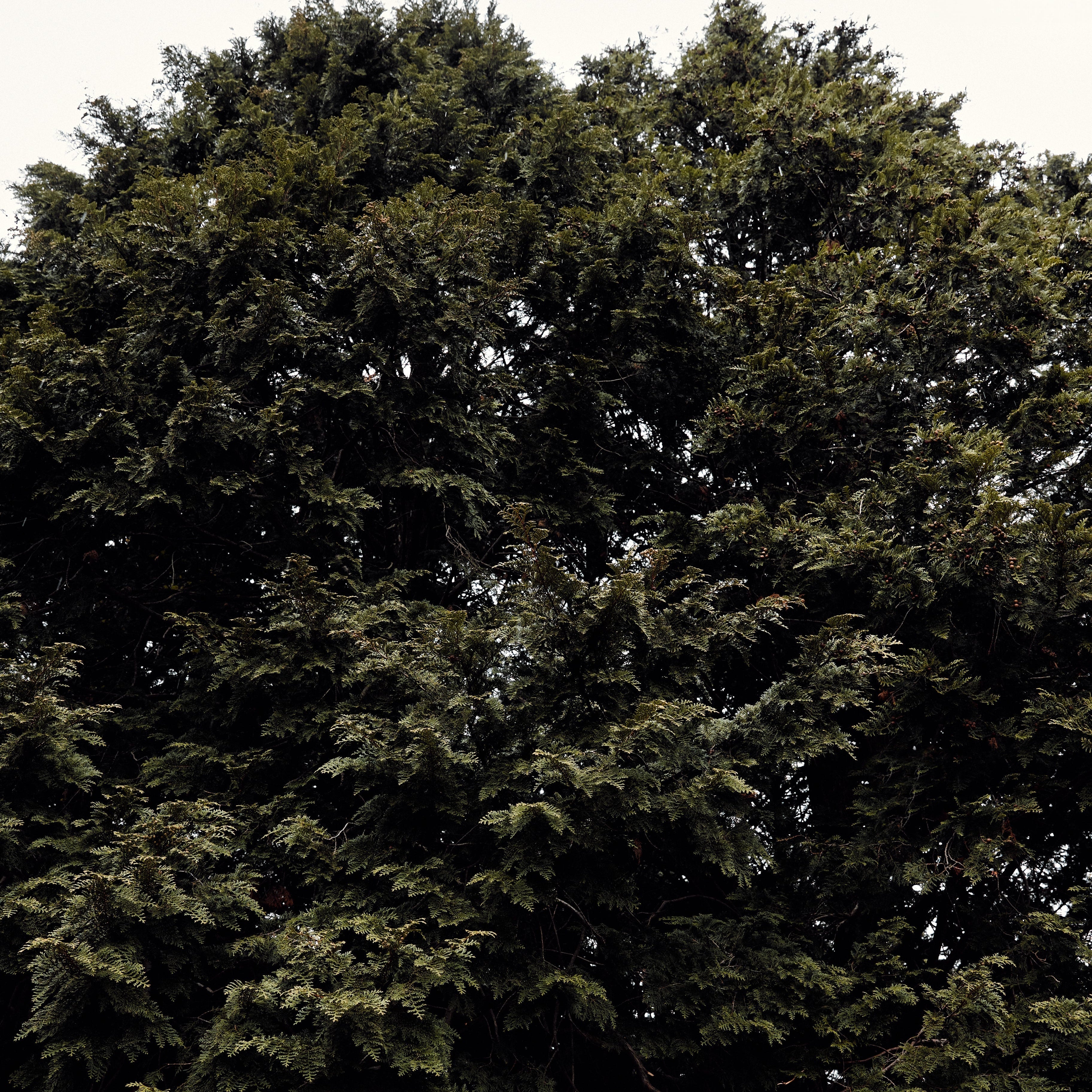 hinok and Hinoki Cypress: A Brand and a Tree