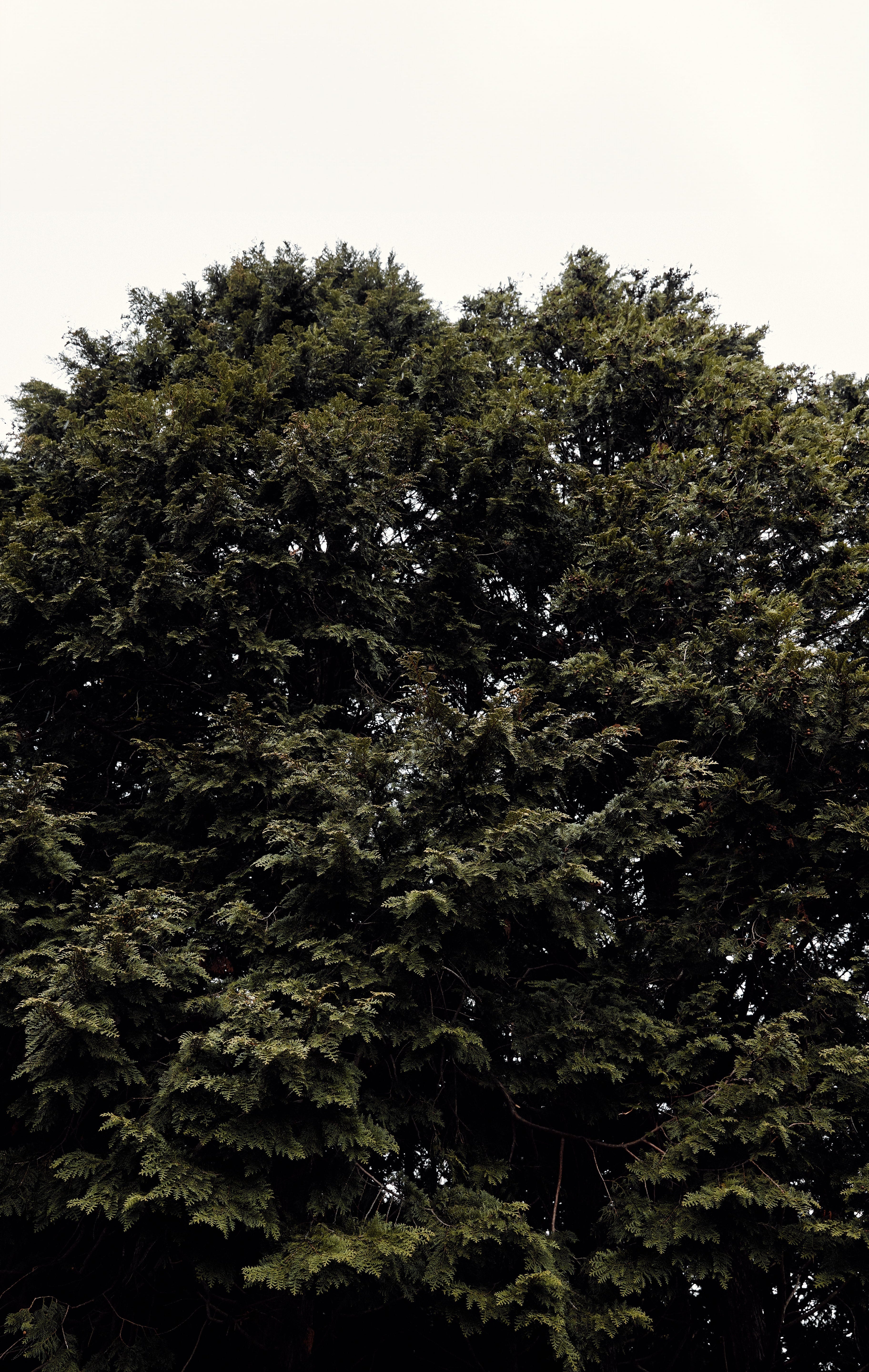 hinok and Hinoki Cypress: A Brand and a Tree