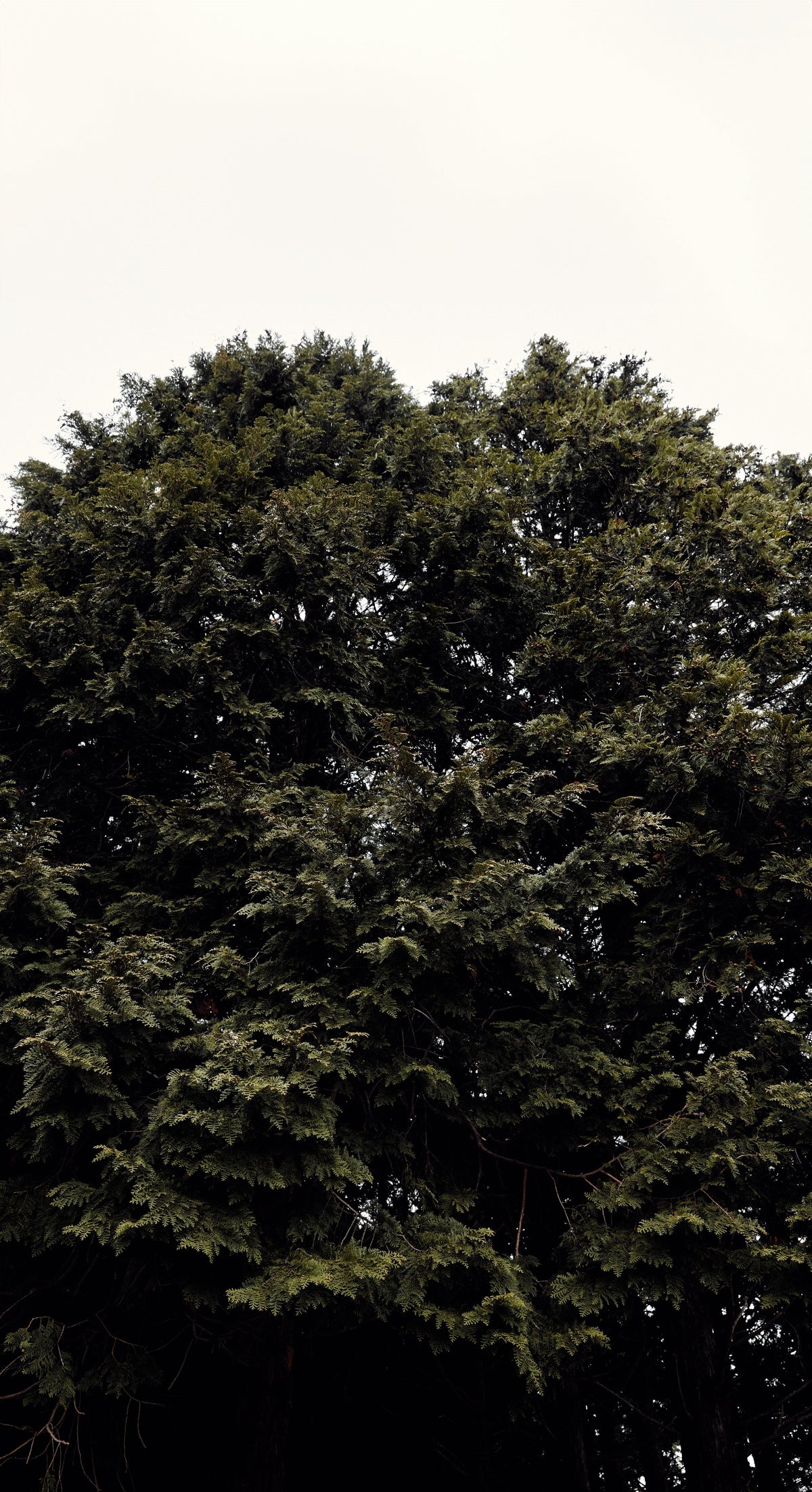 Lush Jeju Hinoki Cypress tree with dense green foliage under a soft sky