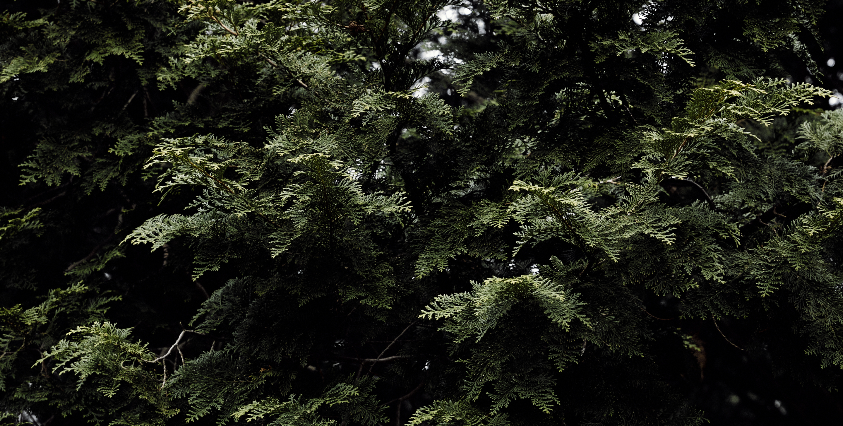 Before hinok,
there is Hinoki Cypress.