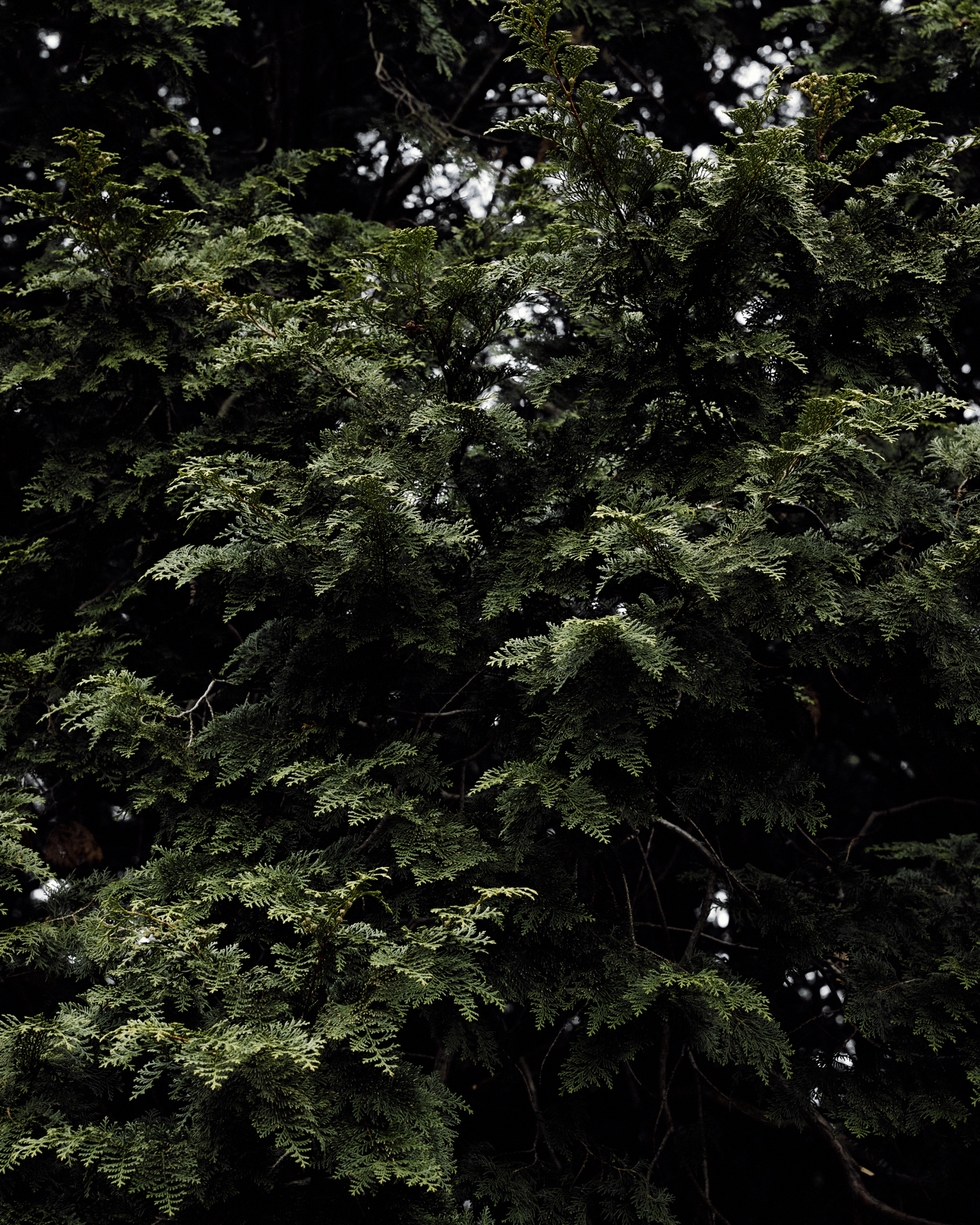 Hinoki Cypress foliage