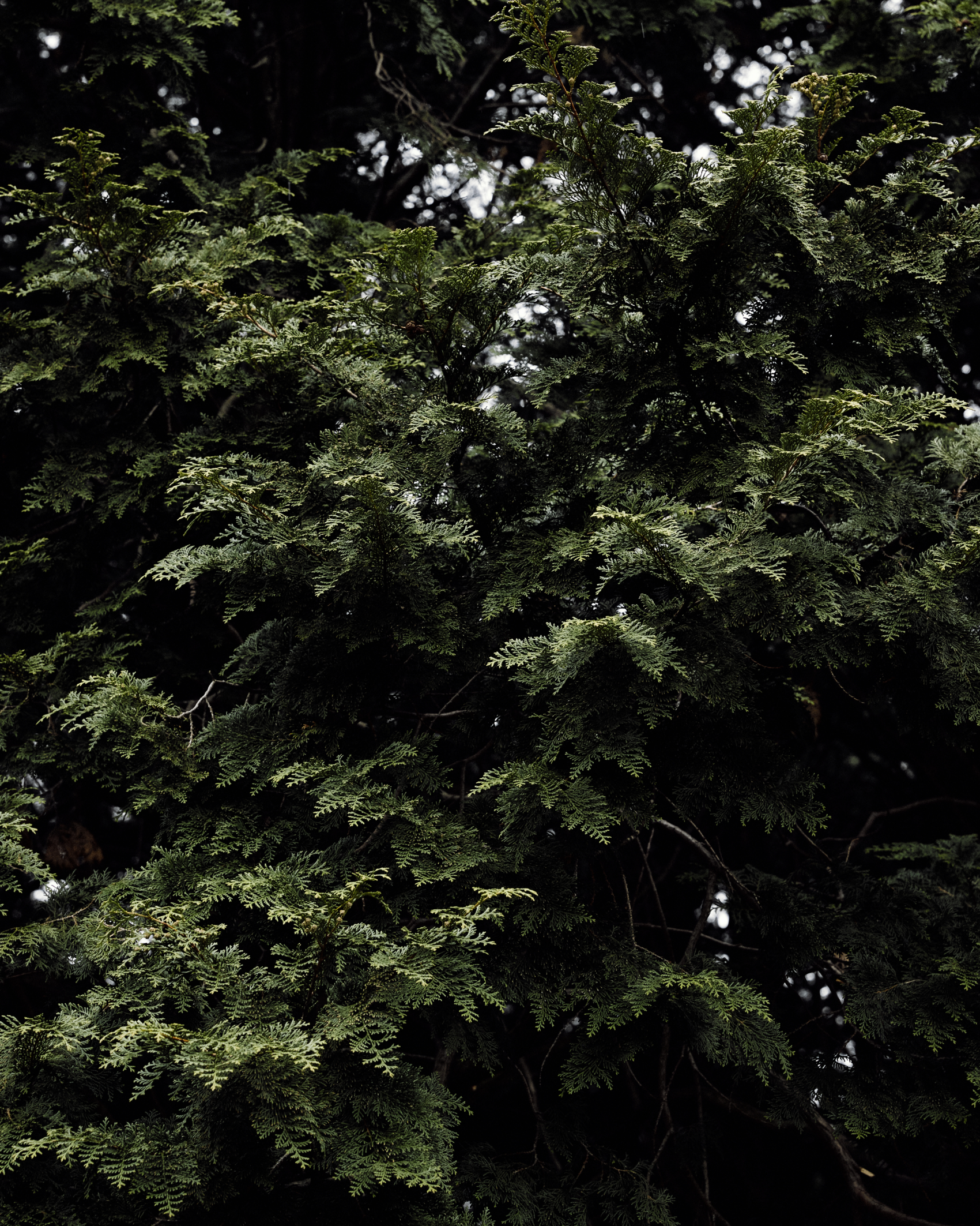 Hinoki Cypress foliage