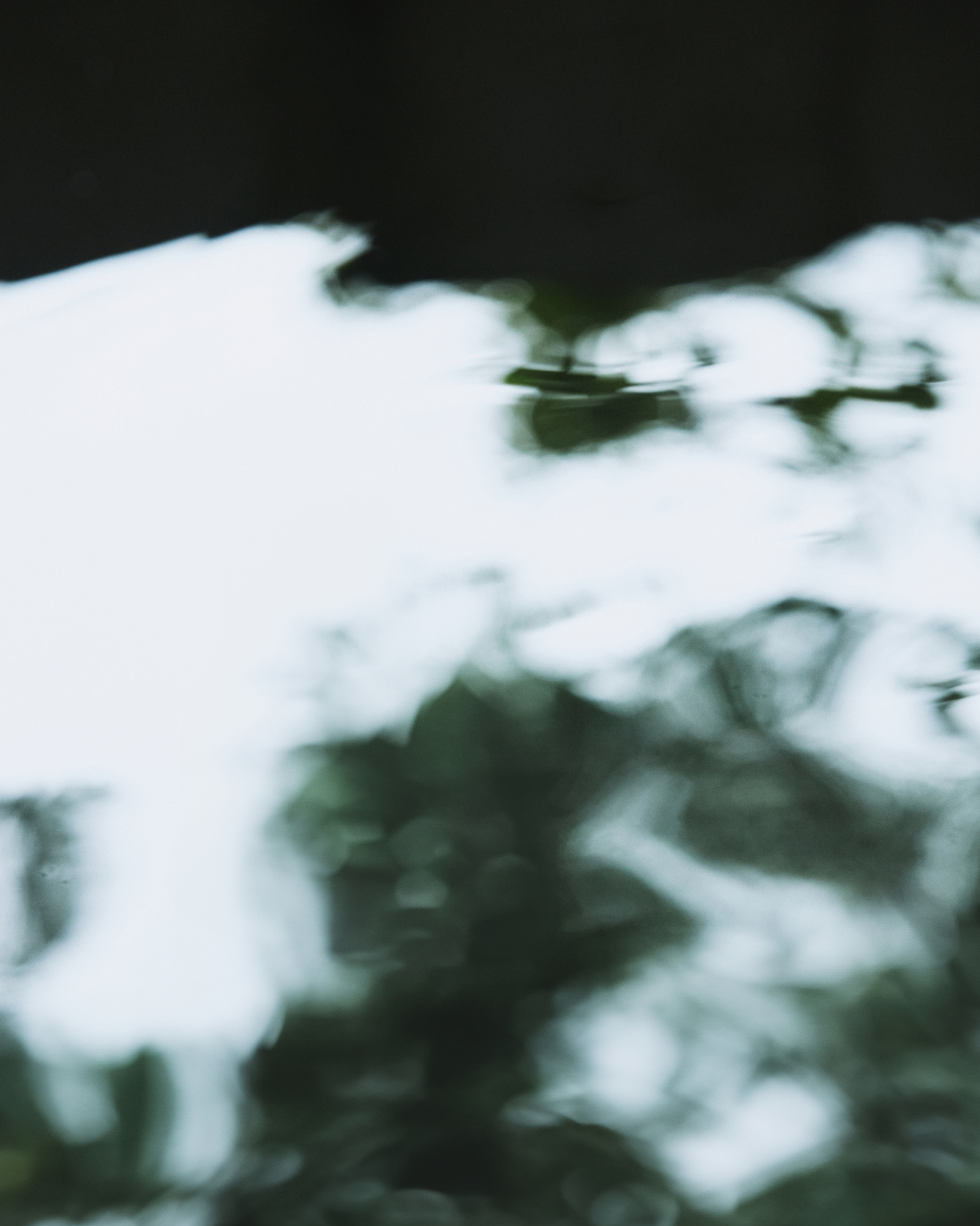 Dark water reflecting green foliage