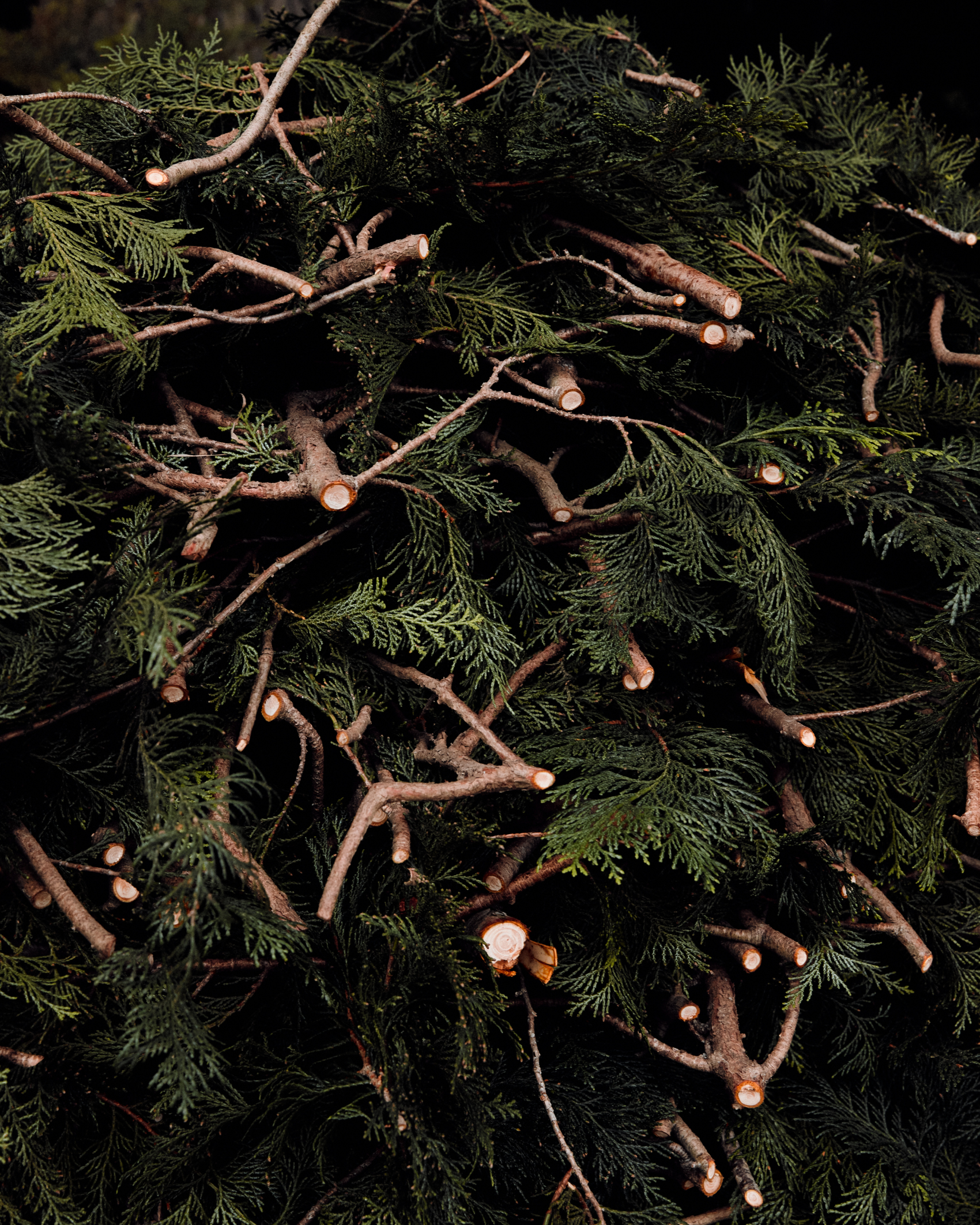 Cut Hinoki Cypress branches