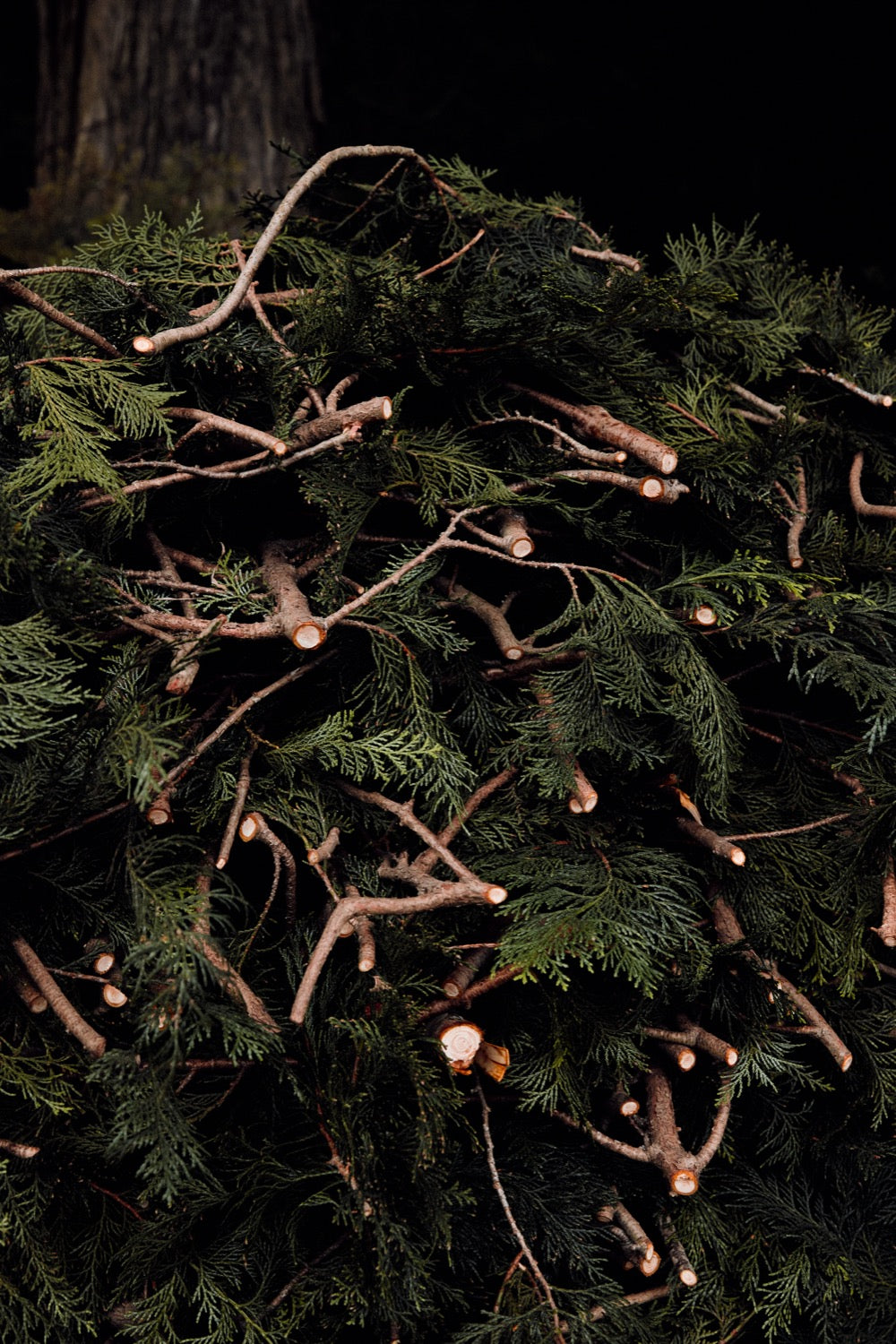 Pruned Jeju Hinoki Cypress branches