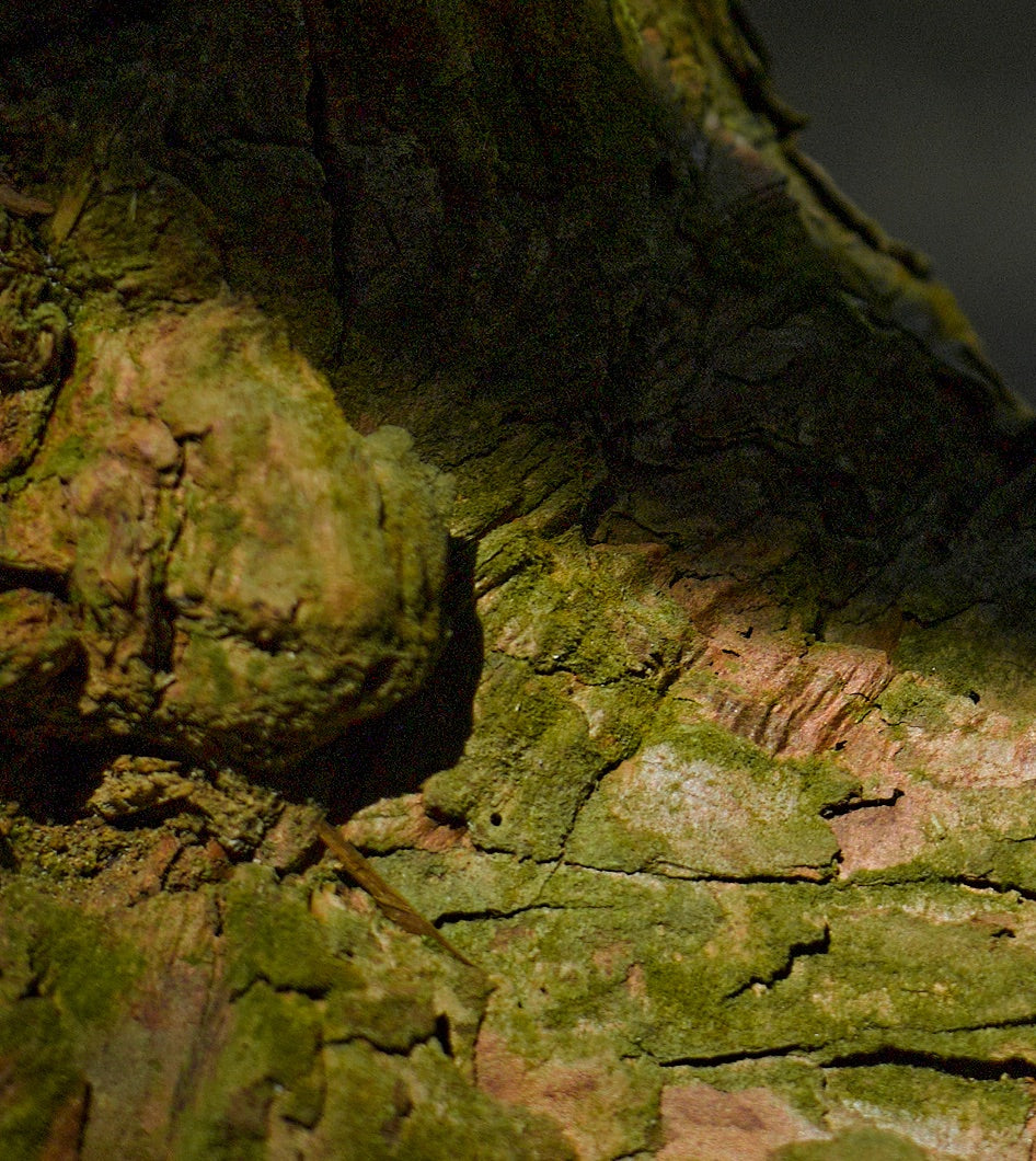Bring the forest home
