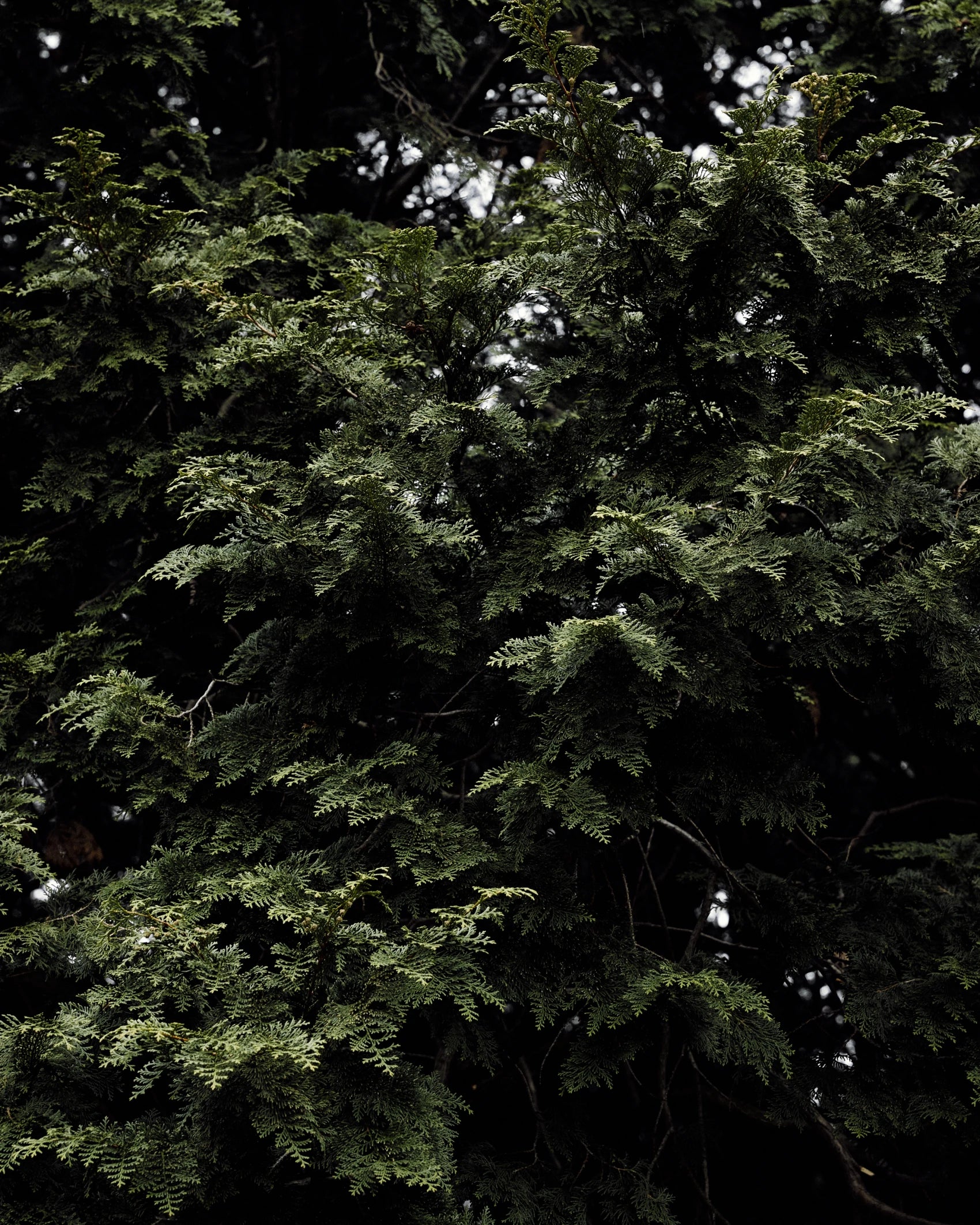 Jeju Hinoki Cypress branches